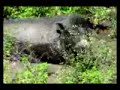 Visayan Warty Pig