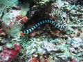 Up Close With A Sea Snake