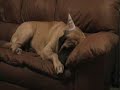 English Mastiff - Birthday Boy on the Couch