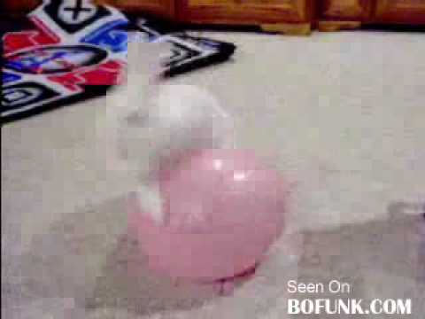 Watch 'White Rabbit, Pink Balloon'