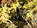 videos de Hairy Woodpecker at the Kern River Preserve