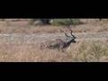 greater kudu in South Luangwa