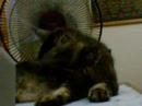 ti-g-er sleepin