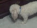 My Dog Messing With My Hamster My Dog Messing With My Hamster