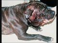 the real side of pitbulls