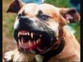 the real side of pitbulls