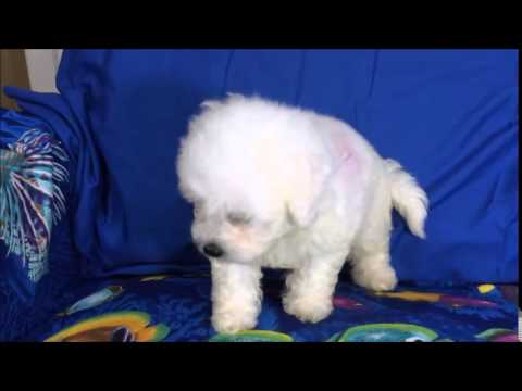 Geri - female Bichon Frise