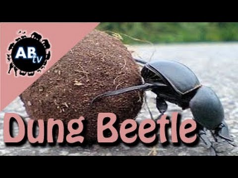 YouTube reptile video