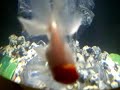 BiOrb freash water fish tank BiOrb freash water fish tank