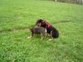 videos de Java & Korba