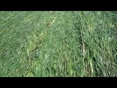 how to harvest cereal rye