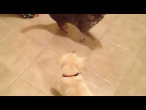 8 week old lab puppy playing with cat