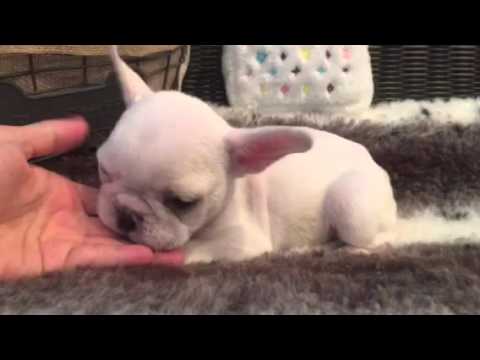 Full AKC, solid white female french bulldog