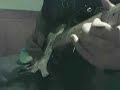 Fender Stratocaster \ Fender Stratocaster \