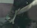Fender Stratocaster '54 CIJ + Carvin V3