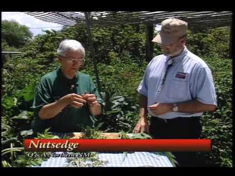 how to transplant virginia creeper