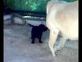 MIS LABRADORES RETRIEVER 1