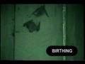 Townsend's big-eared bats giving birth