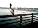 Oceanside: A Pelican, A Train, and a Random Author