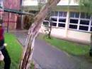 ellie apologising to the tree