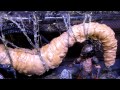 QUEEN ALIEN EGG SACK DIORAMA!
