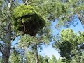 \"Pinus pinaster\" mutation?