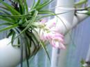 flower minute 32