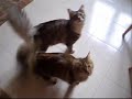 maine coon Y&L cats movie