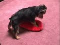 doggy does elmo