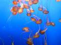 videos de Sea nettle display at the Monterey Bay Aquarium.