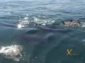 Holbox or Isla Holbox - Whale Shark Watching