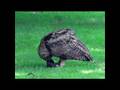 Uhu Junges- Beutetier Igel