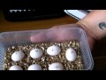 Misting The Eggs