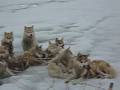 Inuit Seal Hunt