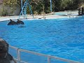 Dolphinella sharm el sheik