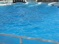 Dolphinella sharm el sheik