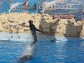 Dolphinella sharm el sheik