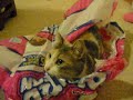 Munchkin cat Chiyo  &  Chopper 8 