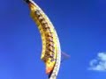 Super Loops fenapo 2007