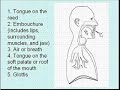 Basics of Double Reed Articulation: Part 1 Basics of Double Reed Articulation: Part 1