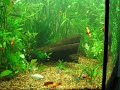 Meu aquário comunitário. Botias, platis e mollys. 