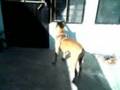 dingo en ixmiquilpan