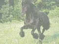 Friesians - For raythegoth Friesians - For raythegoth