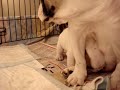 english bulldog puppies with mom