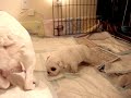 English Bulldog puppies with mom English Bulldog puppies with mom