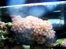 White Pulsing Xenia (Coral & Invertebrate: Xenia)