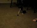 Pup Afraid of Cat Toy?!