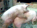 l\ l\