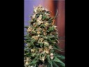 how to grow exotic weed