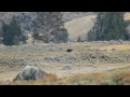 2 Grizzlies vs 7 wolves @ Yellowstone 10-06-2010